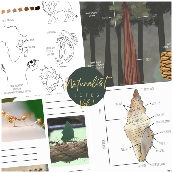 Naturalist Notes: Vol 1 - Image 4