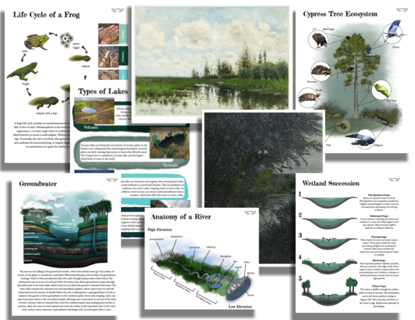 Wetlands Unit Study - Image 2