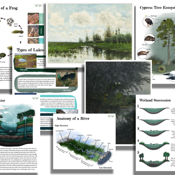 Wetlands Unit Study