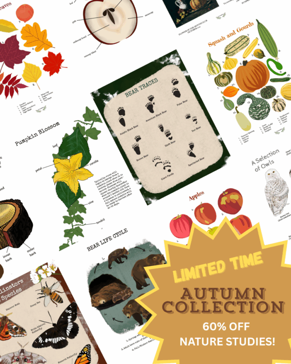 Autumn Collection