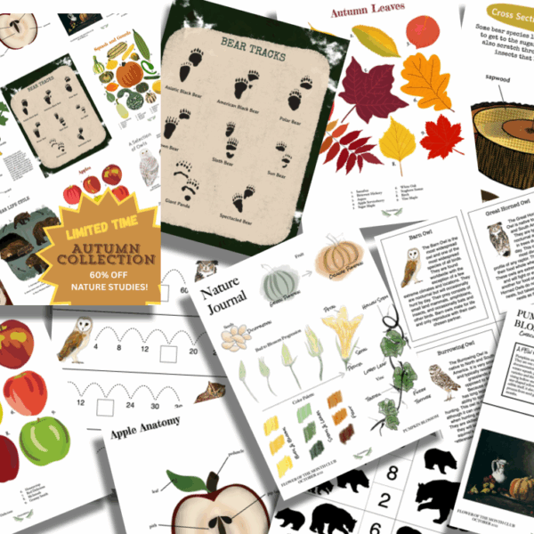 Autumn Collection