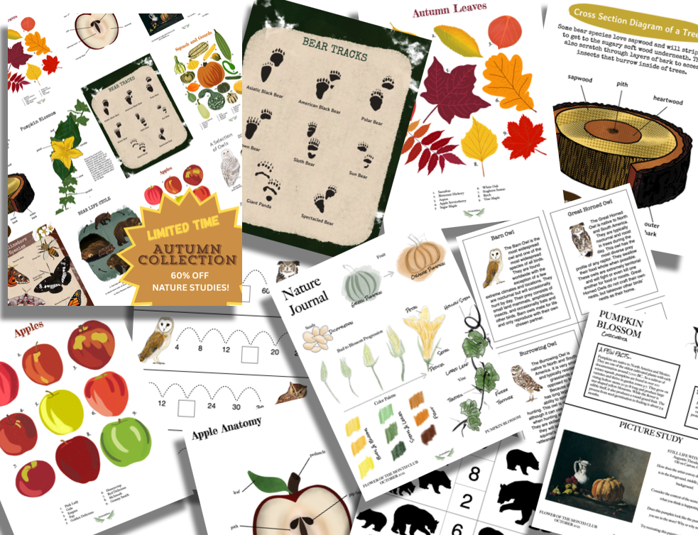 Autumn Collection - Image 2